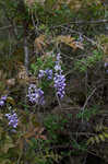 Japanese wisteria